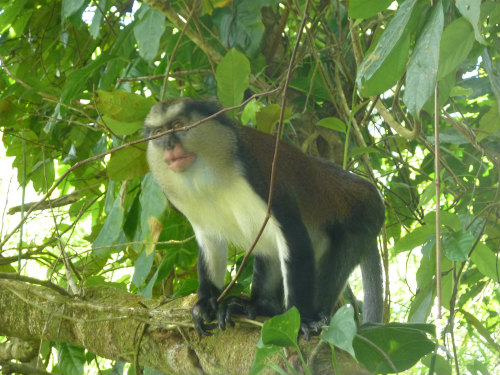 Monkey Grand Etang National Park