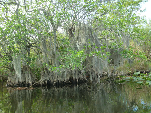 Spanish Moss