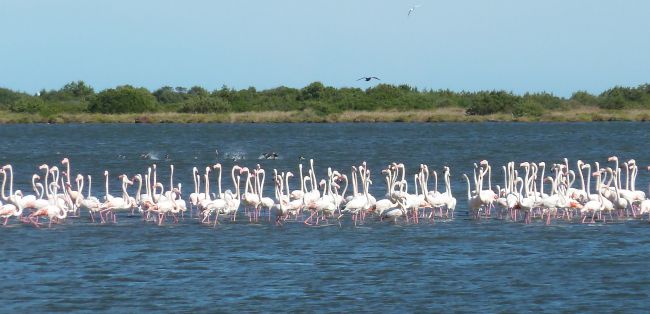 Flamingos