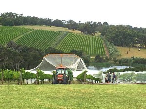 Putting on the nets - Tuck's Ridge