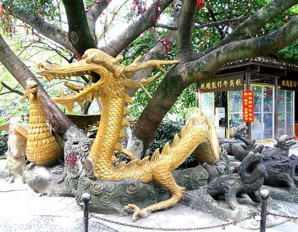 Dragon Tree at Li river park