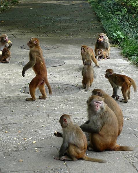 Monkeys in Seven Star Park